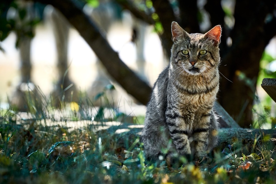 A tabby cat sitting outdoors, before transformation