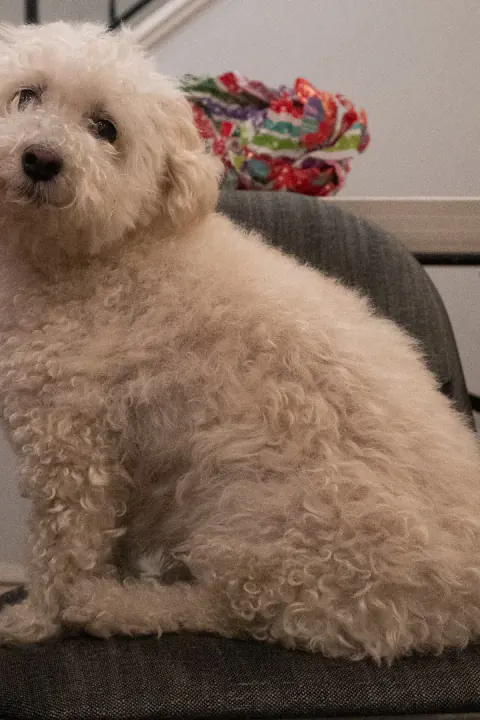 The original photo behind El Milo