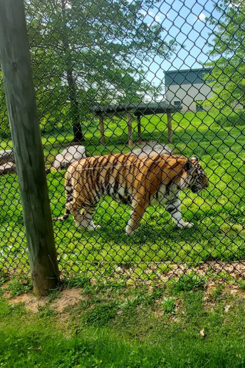 The original photo behind El Tigre