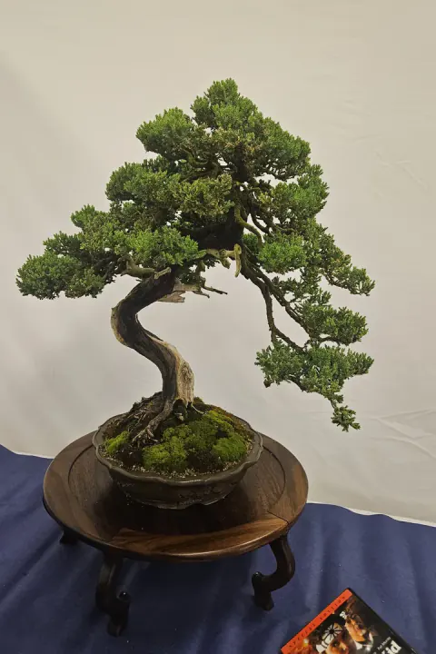 The original photo behind El Bonsai