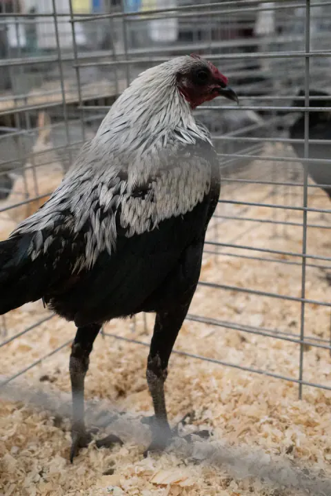 The original photo behind El Gallito
